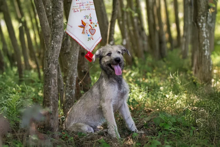 Sinopse Campanhas Criativas Namorar Portugal Associação Para a Defesa dos Animais e Ambiente de Vila Verde (1)