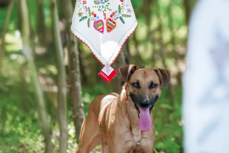 Sinopse Campanhas Criativas Namorar Portugal Associação Para a Defesa dos Animais e Ambiente de Vila Verde (3)