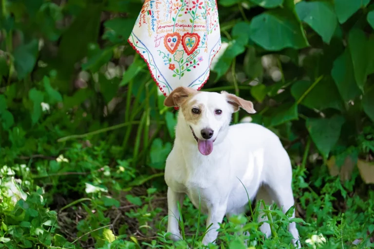 Sinopse Campanhas Criativas Namorar Portugal Associação Para a Defesa dos Animais e Ambiente de Vila Verde (4)